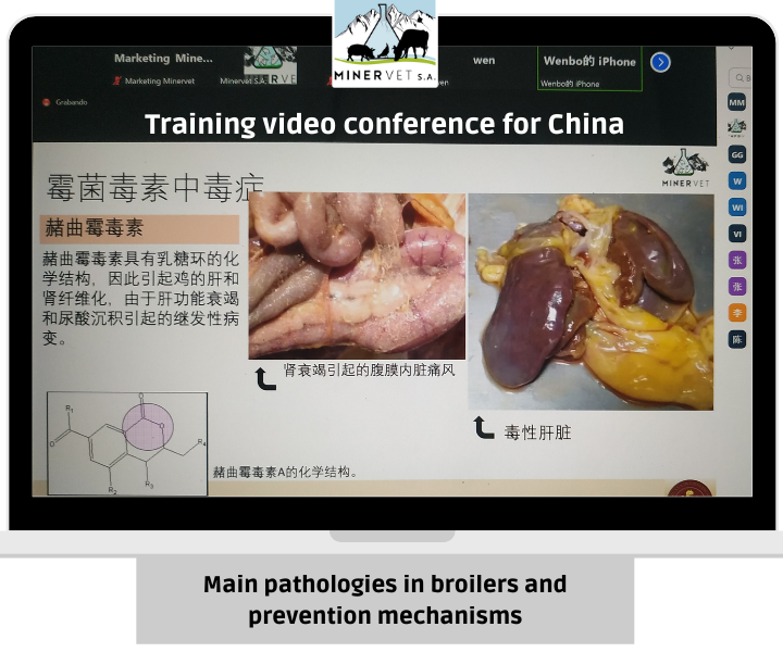 Main pathologies in broilers and prevention mechanisms